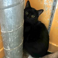 Aladdin, chat à adopter