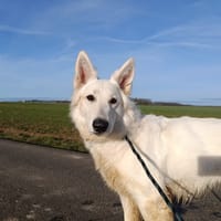 NOVA, chienne à adopter