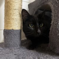 Pumba, chat à adopter