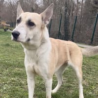 Bella CAA14873, chienne à adopter