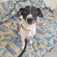 OBELIX, chien à adopter