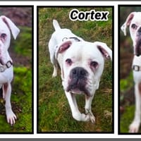 CORTEX, chien à adopter