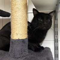 Timon, chat à adopter