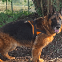 DOBBY, chien à adopter