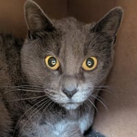 KIA A17264, chatte à adopter