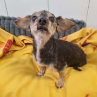 Marguerite, chienne à adopter