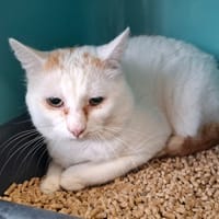 Simba, chat à adopter