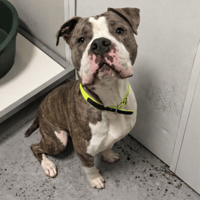 HERMES, chien à adopter