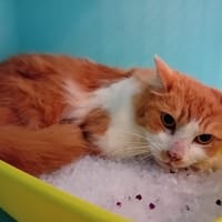 ENCELADE, chatte à adopter