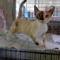 FAJOU, chatte à adopter