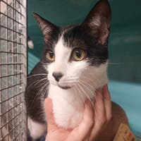 GOOFY (réservé) A17331, chat à adopter