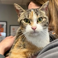 LIMA, chatte à adopter