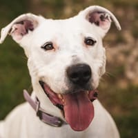 IRIS, chienne à adopter