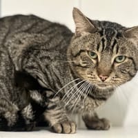 Hercule, chat à adopter