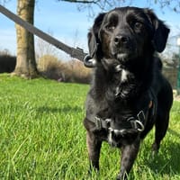 NAYA, chienne à adopter