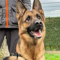 SHANNA, chienne à adopter