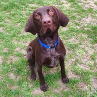 Eliot CAA14866, chien à adopter