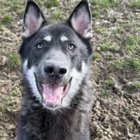 Thor, chien à adopter