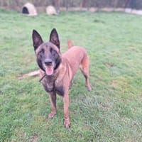 ROCKY, chien à adopter