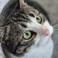 FORREST GUMP, chat à adopter