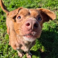 FRIPON QCN, chien à adopter