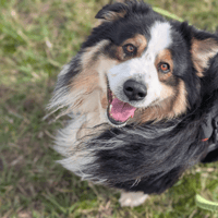 WINNYE VAA, chien à adopter