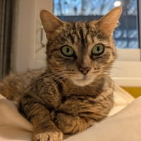TOUNDRA A17315, chatte à adopter