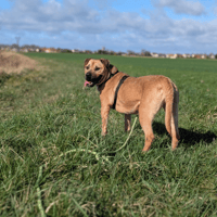 KIRA VAA, chienne à adopter