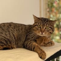 Truffe CAB5176, chatte à adopter