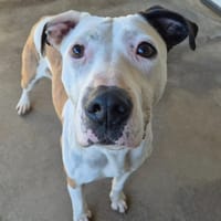 CHEYEN QCN, chienne à adopter