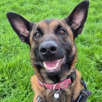 TIAGO QCN (J'ai trouvé ma famille), chien à adopter