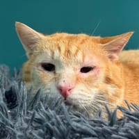 Item, chat à adopter