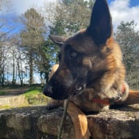 MEIKO QCN, chien à adopter