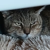 Pepere, chat à adopter