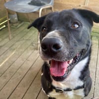 BERETTA, chien à adopter