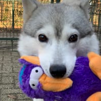 Bimba, teefjes ter adoptie