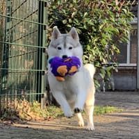 Bimba, teefjes ter adoptie