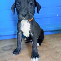 À L’ADOPTION, DARKO, CHIOT MÂLE NOIR ET BLANC CROISE CANE CORSO, chien à adopter