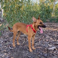 MICKY  chiot réunion, chien à adopter