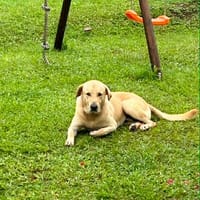 🐾 À L’ADOPTION – DUBAÏ, un grand cœur couleur crème 🐾, chien à adopter