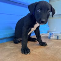À L’ADOPTION, DRAXTER, CHIOT MÂLE NOIR ET BLANC CROISE CANE CORSO, chien à adopter