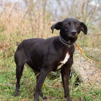 ALMA, chienne à adopter