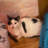 ernesto, chat à adopter