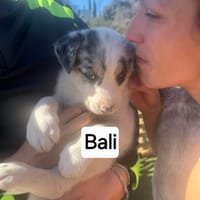 Bali, chien à adopter