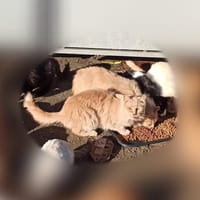 Milos Sauvagnon 30, chat à adopter