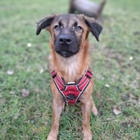 À L’ADOPTION , HOPE, adorable petite femelle CREOLE fauve à masque noir, chienne à adopter