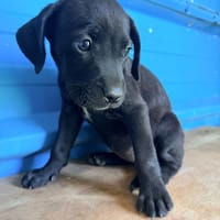 À L’ADOPTION ,  KEA, FEMELLE NOIRE ET BLANCHE, CROISEE CANE CORSO, chienne à adopter
