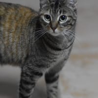 DAGA, chatte à adopter