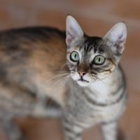 KATIE, chatte à adopter