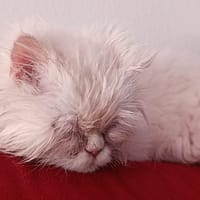 Leiya, chatte à adopter